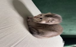 British Shorthair cats for sale: British Shorthair Kittens - Image 3