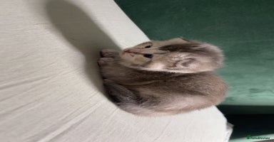 British Shorthair cats - Advert 4