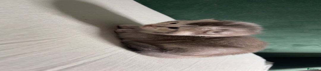 British Shorthair Kitten 2