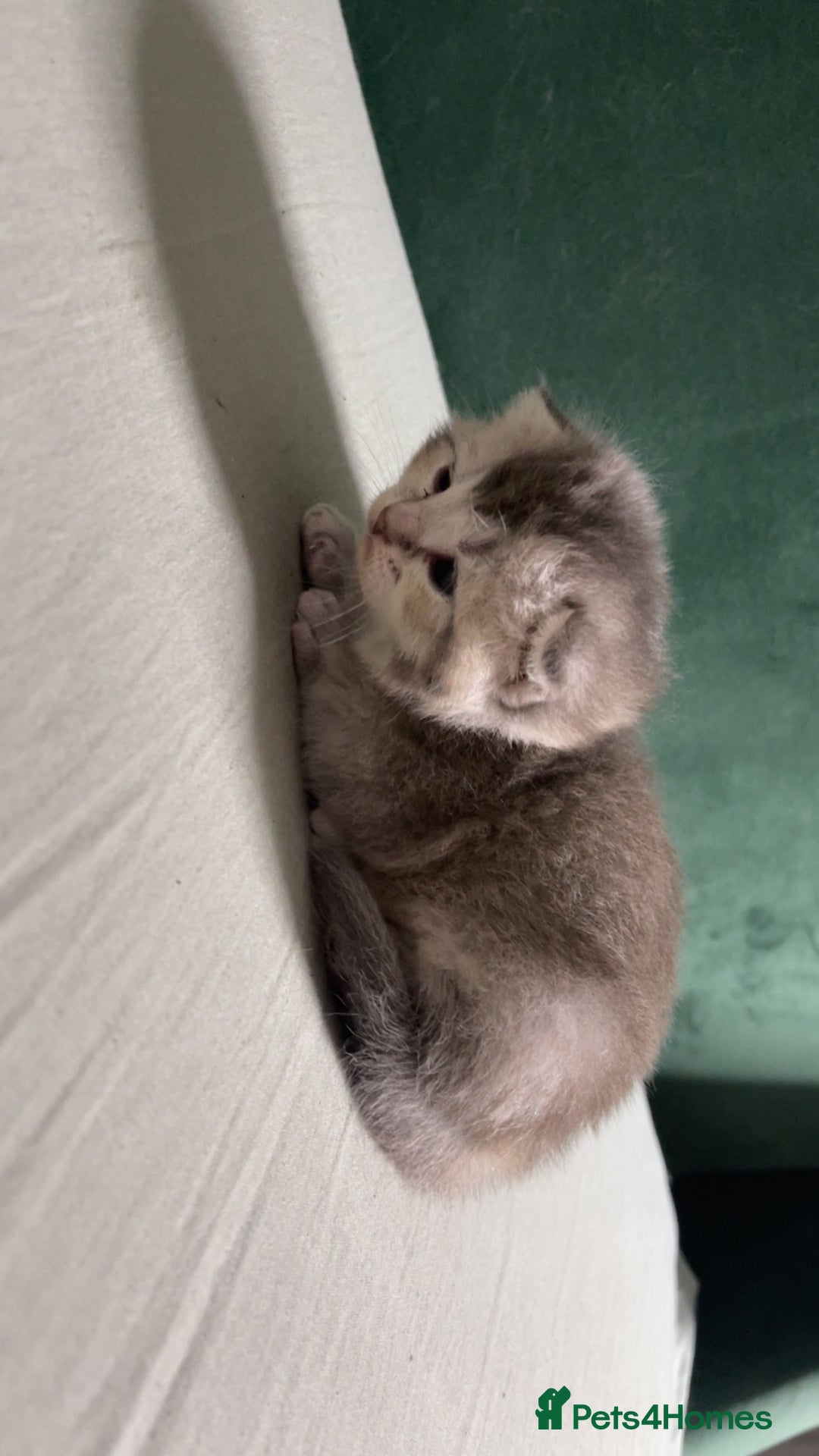 British Shorthair cats for sale: British Shorthair Kittens - Image 3