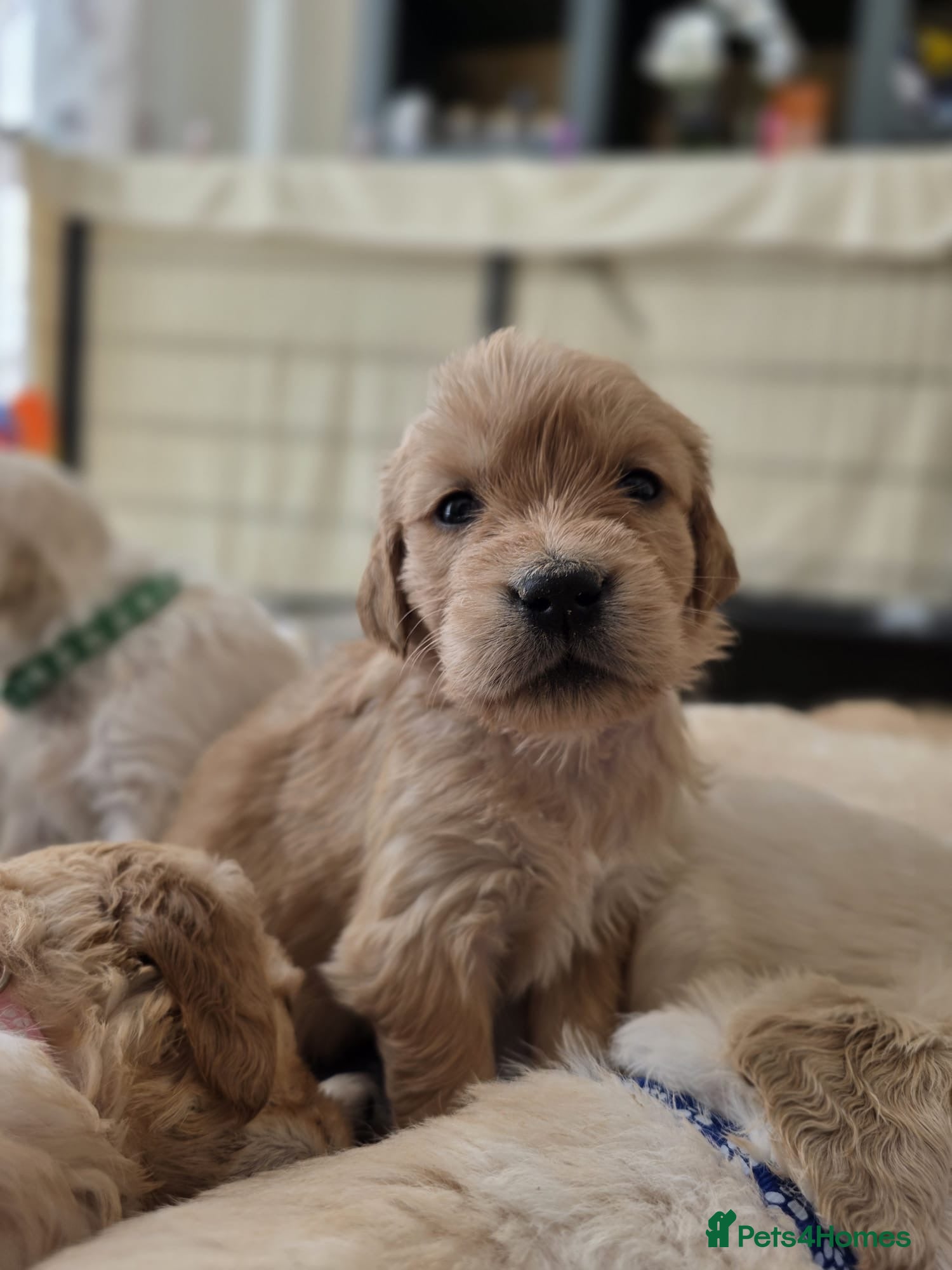 Golden Retriever dogs Golden Retriever puppies - Advert 12