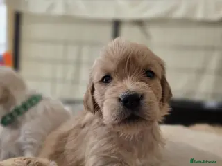 Golden Retriever dogs Golden Retriever puppies - Advert 12