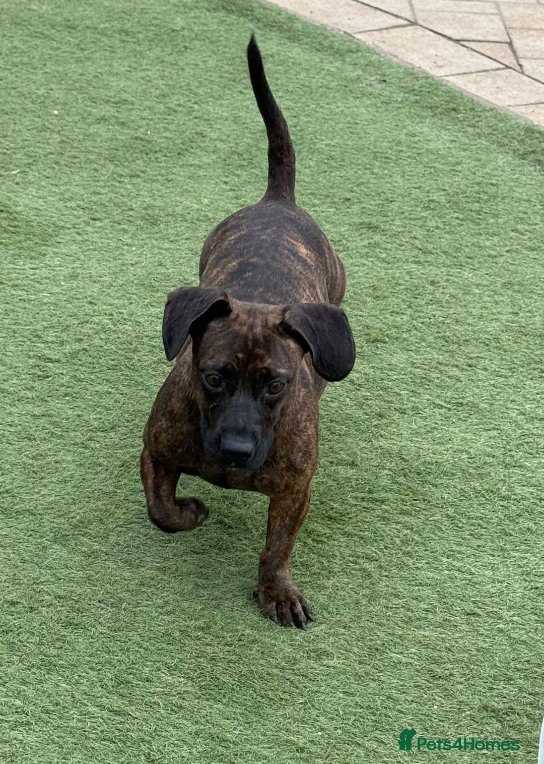 Mixed Breed dogs for adoption: Cutie Mimmi looking for love - Advert 6