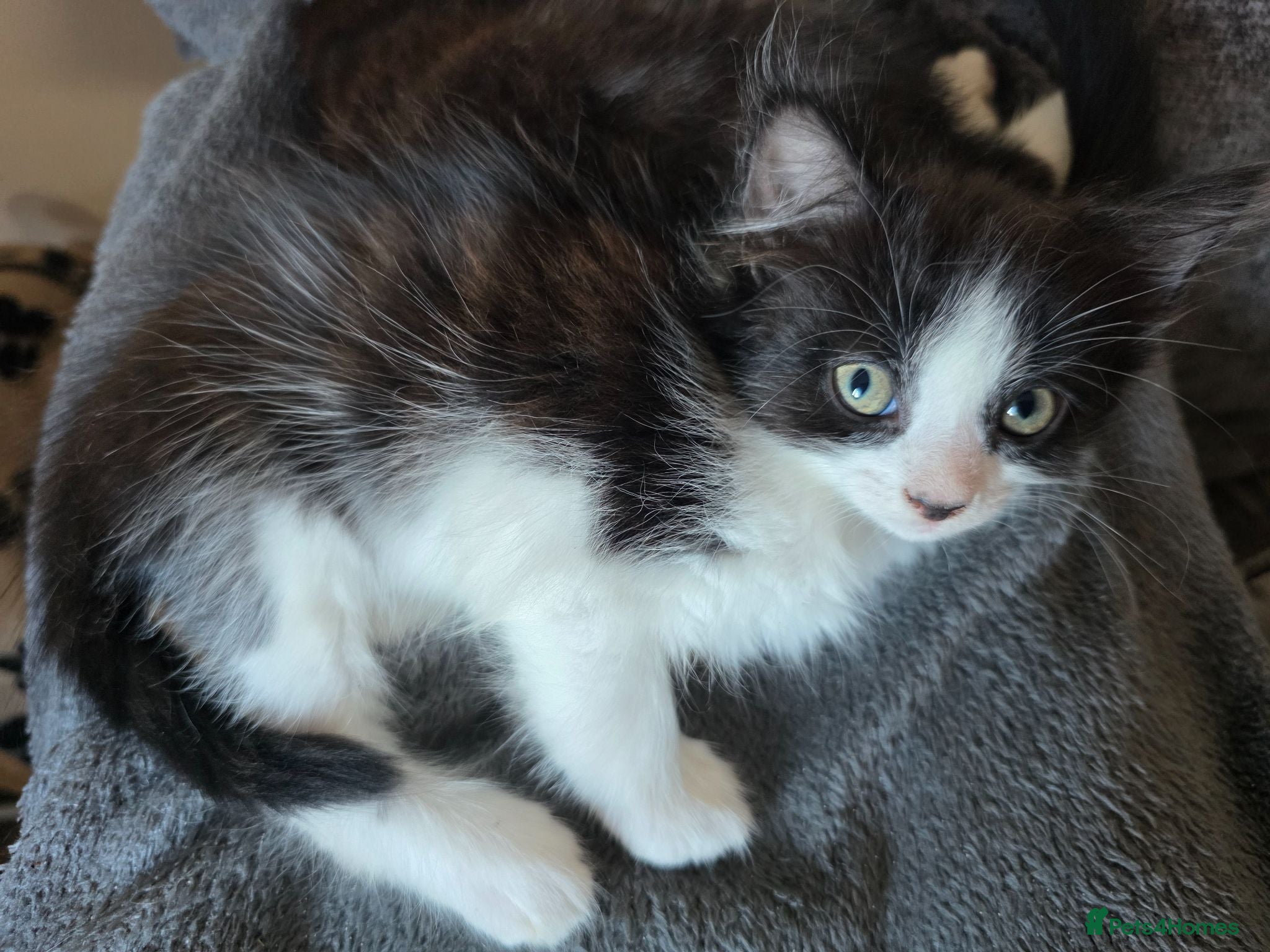 Mixed Breed cats Mixed Breed Kittens READY NOW - Advert 1
