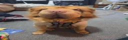 Shar Pei dogs for sale: Teddy bear coat apricot sharpei  in Gosport - Advert 1