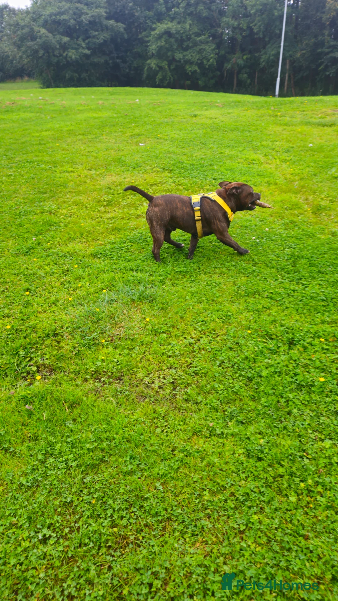 Staffordshire Bull Terrier dogs for stud: Staffordshire bull terrier - KC registered - Advert 3