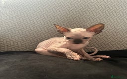 Sphynx cats for sale: 5 Playful & Affectionate Sphynx Kittens - Image 17