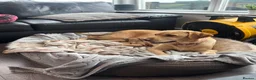 Labrador Retriever dogs for sale: KC registered Labrador puppies - Advert 1