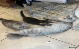 Persian cats for sale: Persian chinchilla x Bengal  - Image 5