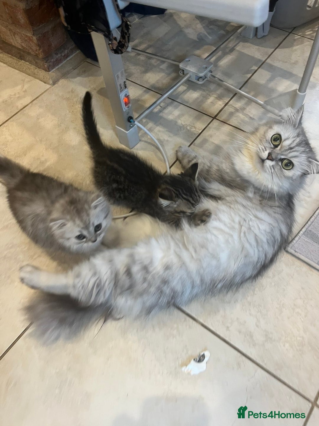 Persian cats for sale: Persian chinchilla x Bengal  - Image 5