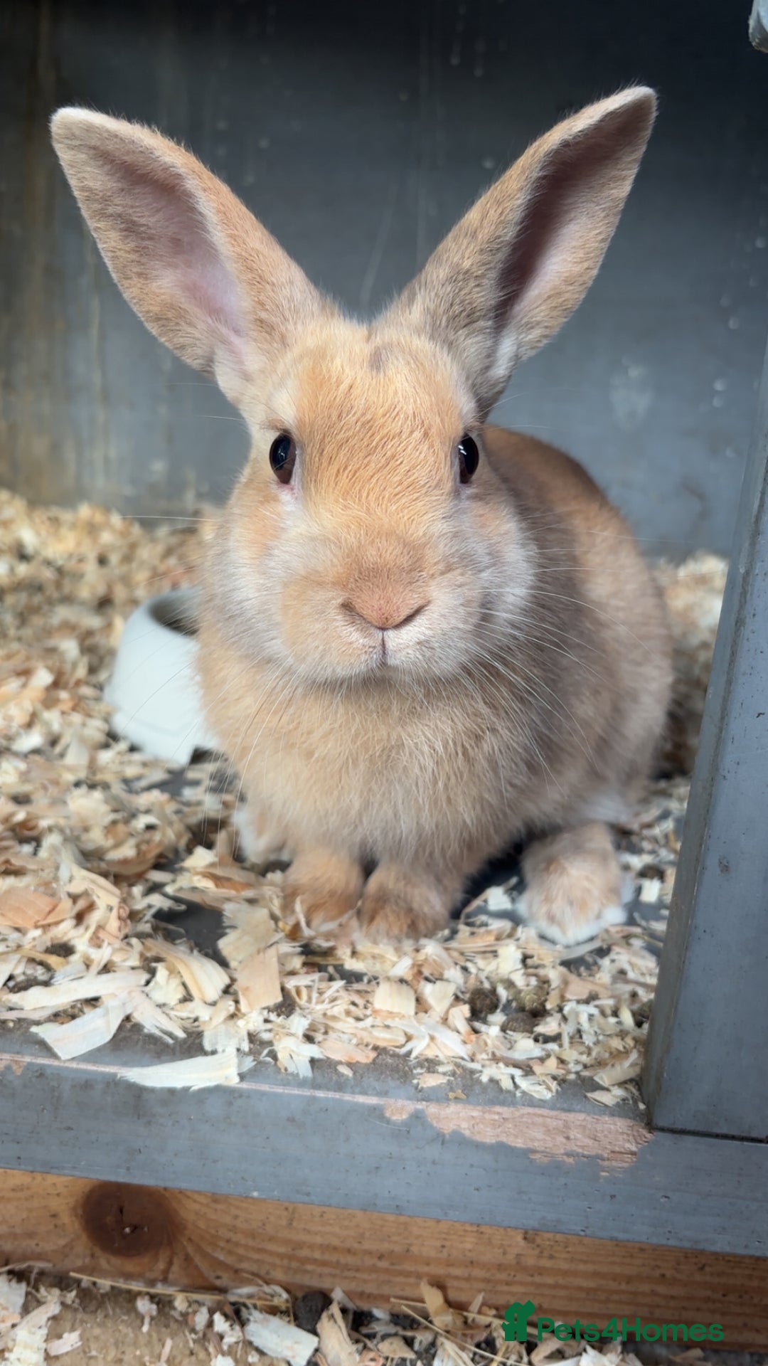 Rex rabbits for sale: Beautiful mini lop x Rex buck - Advert 1