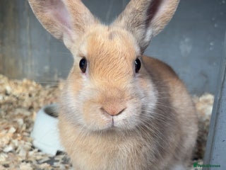 Rex rabbits for sale: Beautiful mini lop x Rex buck - Advert 2