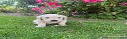 Golden Retriever dogs for sale: Chunky golden retriever puppies, kc registered in Poulton-le-Fylde - Advert 9