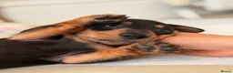 Miniature Dachshund dogs for sale: Pra hereditary clear mini smooth dachshund  - Advert 14