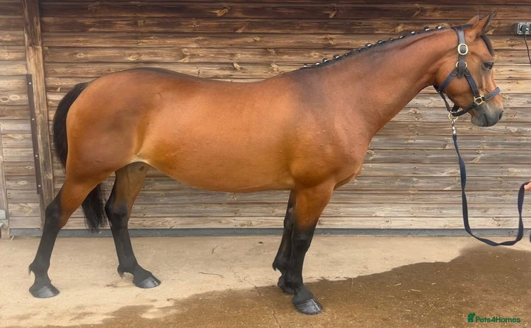 Connemara horses - Advert 1