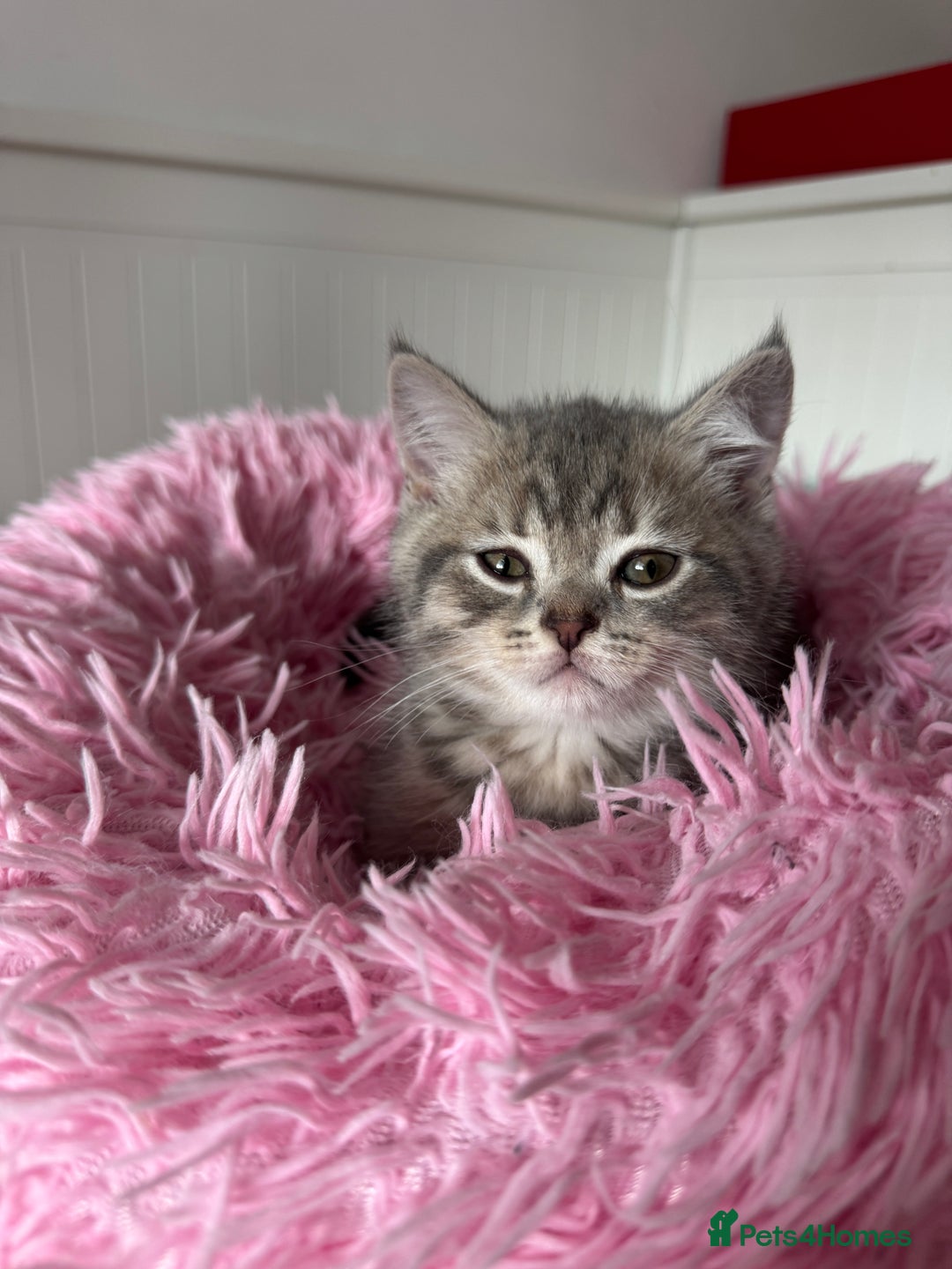 British Shorthair cats for sale: 5 Adorable British Shorthair Kittens - Image 32