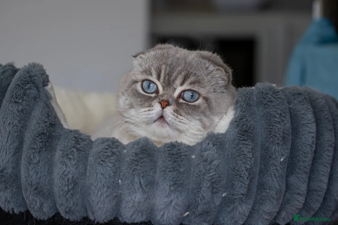 Scottish Fold cats for stud: Meet George 💙 - Advert 2