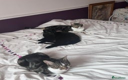Domestic Shorthair cats for adoption: Luna, Milo & Ozzy  - Image 2