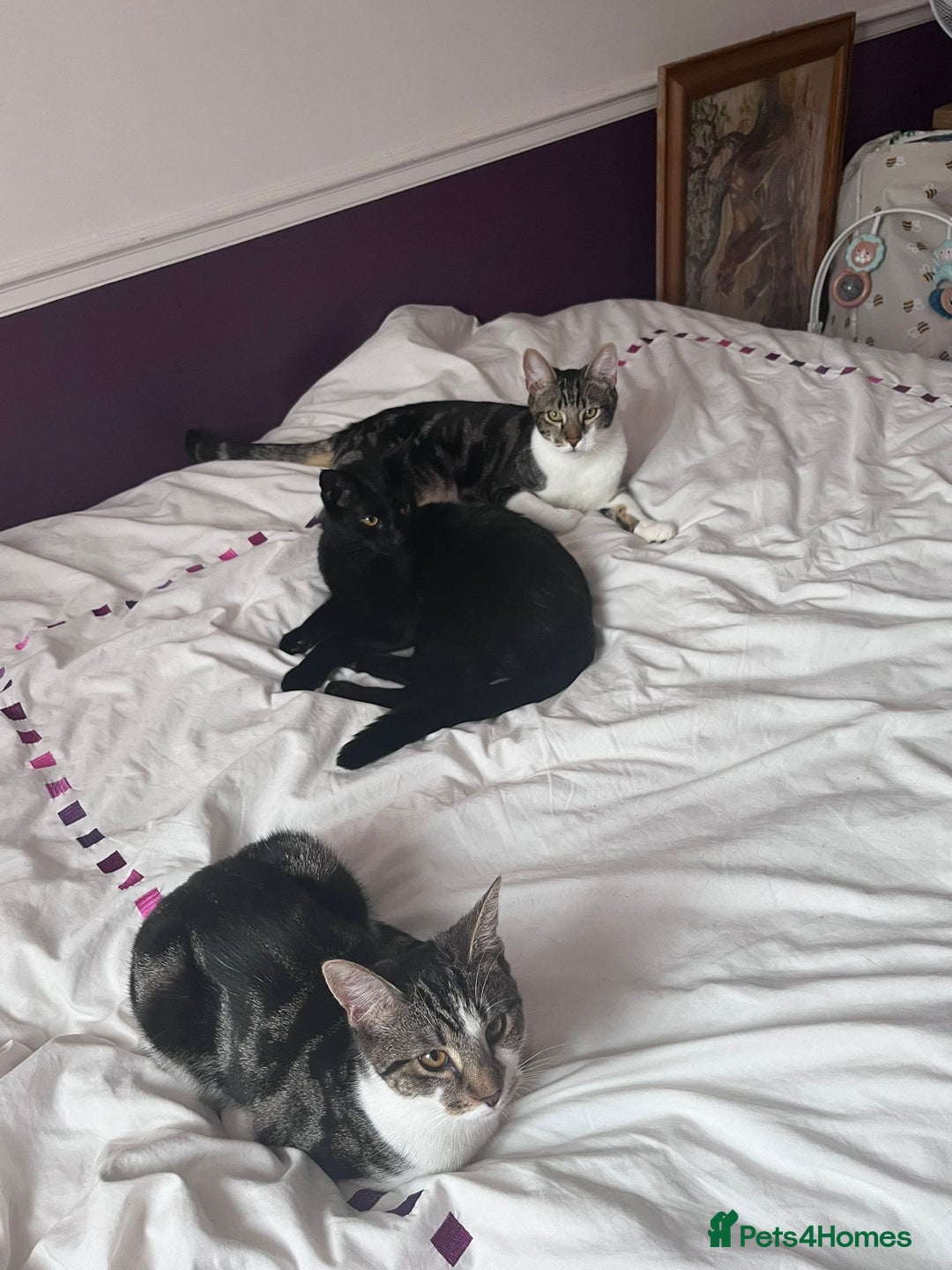 Domestic Shorthair cats for adoption: Luna, Milo & Ozzy  - Image 2