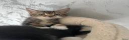 Mixed Breed cats for sale: 4 beautiful kittens  - Advert 5