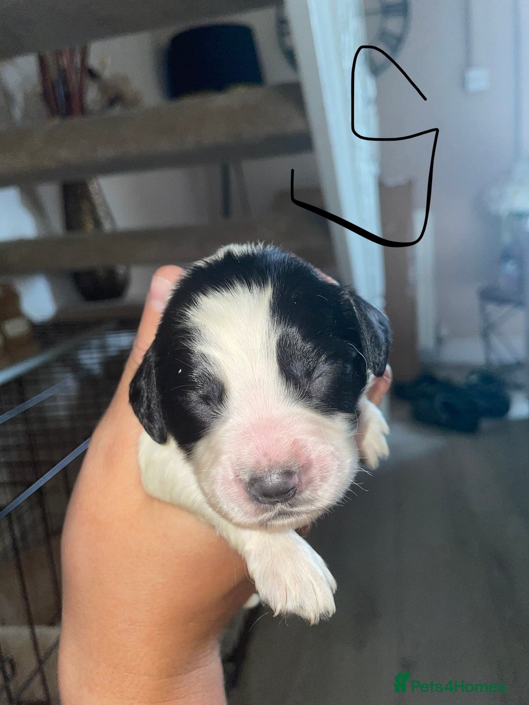 Sprocker dogs for sale: Sprocker puppys - Image 15