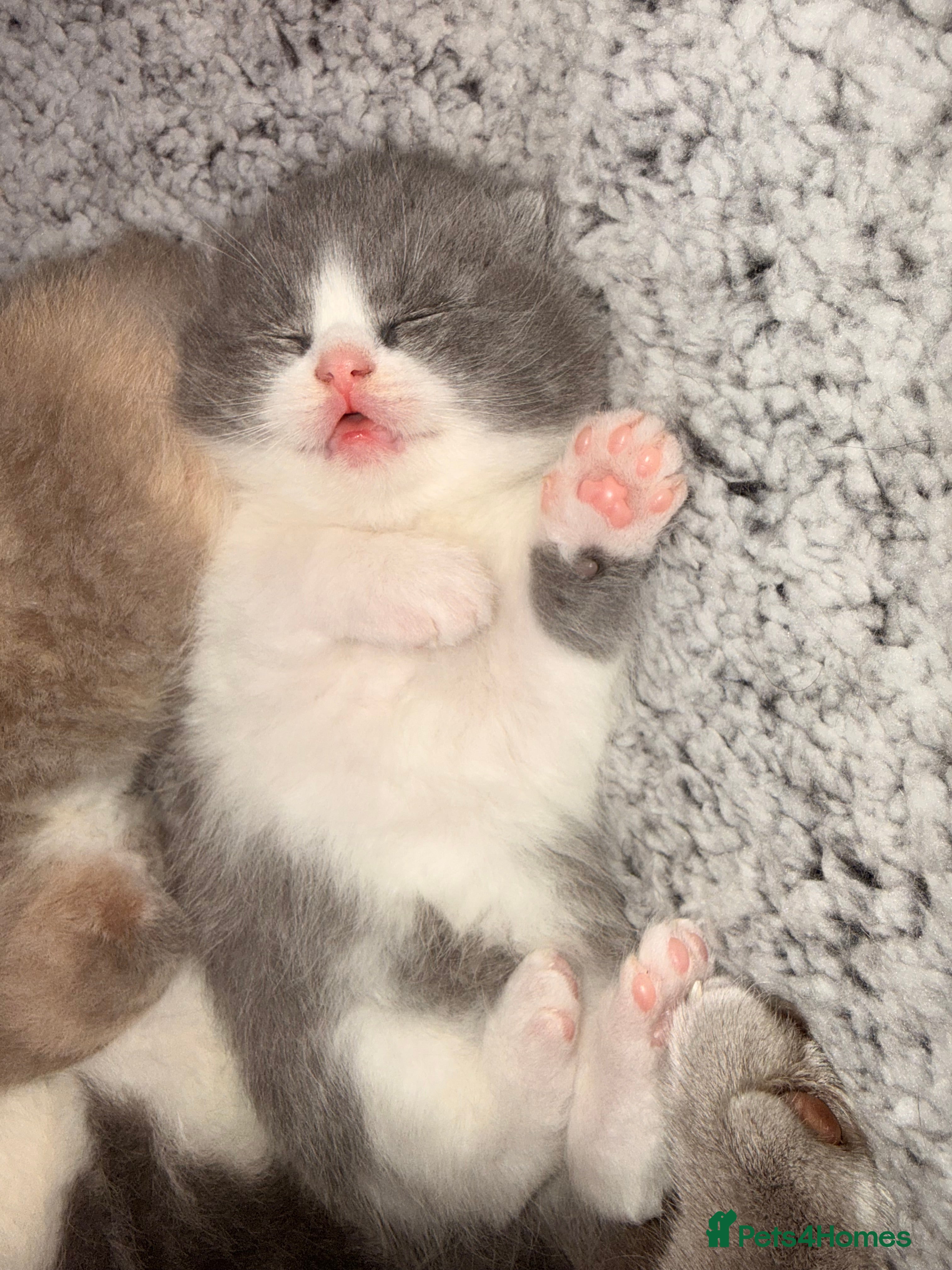 British Shorthair cats Outstanding British shorthairs  - Advert 16