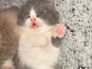 British Shorthair cats Outstanding British shorthairs - Advert 5