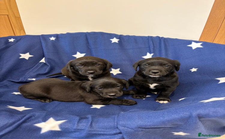 Borador dogs - Advert 1