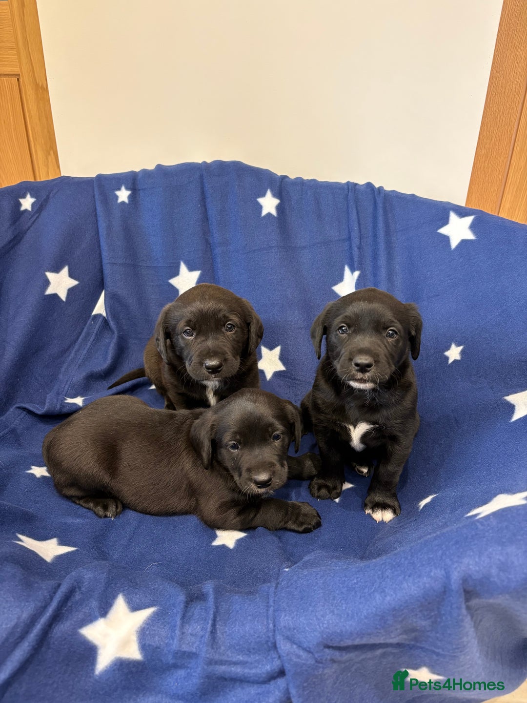 Borador dogs for sale: Gorgeous Lab x Collie pups - Image 1