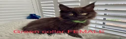 Maine Coon cats for sale: Bundles of fluff,  Maine Coon kittens  - Advert 13