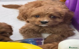 Cavapoo dogs for sale: Cavapoo puppies⭐️⭐️ health tested parents ⭐️⭐️⭐️ - Image 13