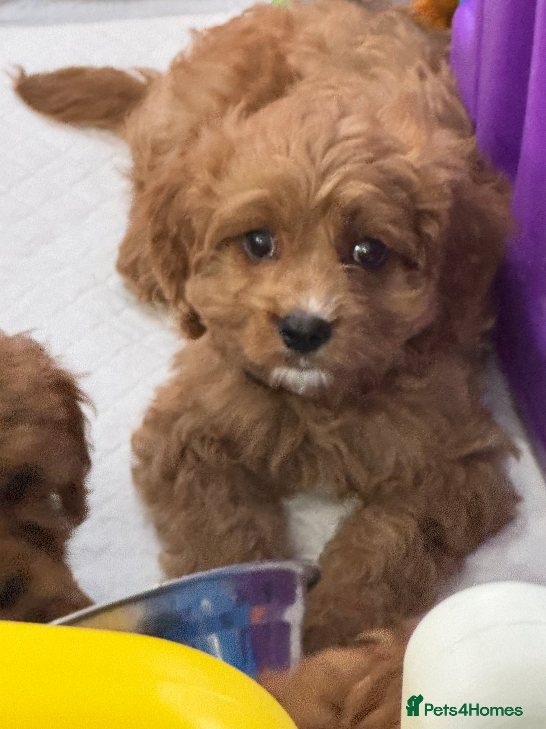 Cavapoo dogs for sale: Cavapoo puppies⭐️⭐️ health tested parents ⭐️⭐️⭐️ - Image 13