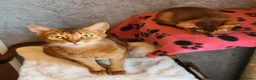 Abyssinian cats for sale: Pedigree tica reg Abyssinians - Advert 15