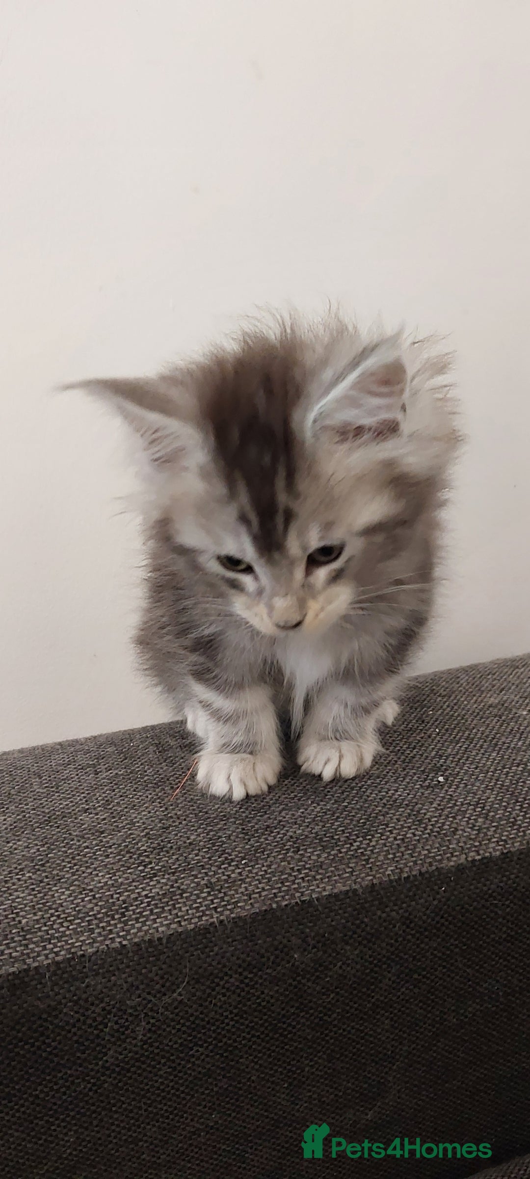 Maine Coon cats for sale: 🐈🐈🐈7 Amazing Maine coons🐈🐈🐈 - Advert 13