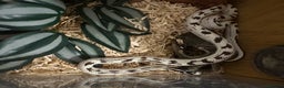 King Snake reptiles for sale: CALIFORNIA KING SNAKE - Advert 7