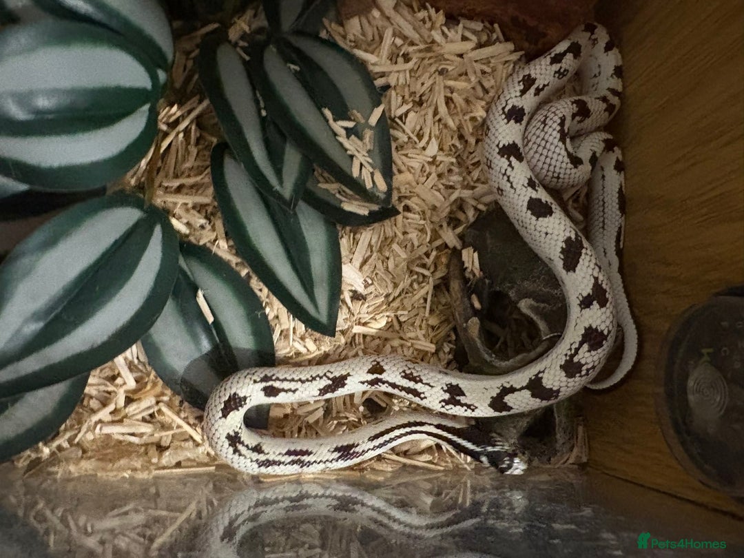 King Snake reptiles for sale: CALIFORNIA KING SNAKE - Advert 7