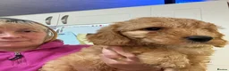 Australian Labradoodle dogs for sale: fully health tested Australian Labradoodles - Advert 3