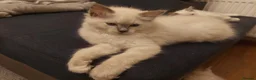 Ragdoll cats for sale: 5 Beautiful Ragdoll Kittens  - Advert 7