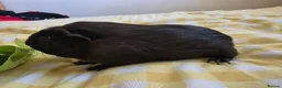 Guinea Pig rodents for sale: Girl rtl - Advert 3