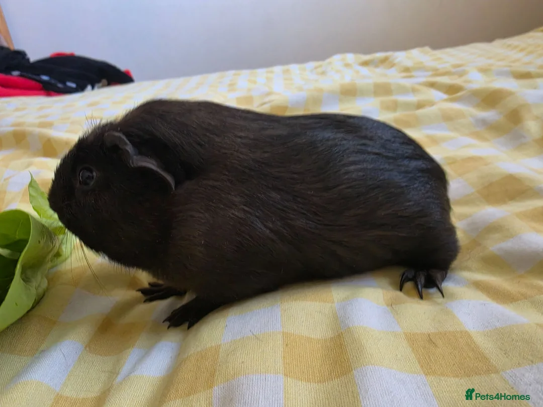 Guinea Pig rodents for sale: Girl rtl - Advert 3