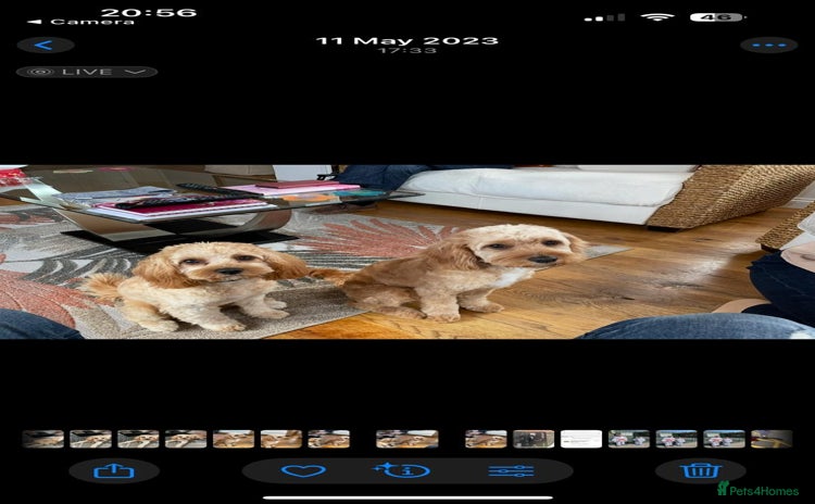 Cavapoo dogs - Advert 3