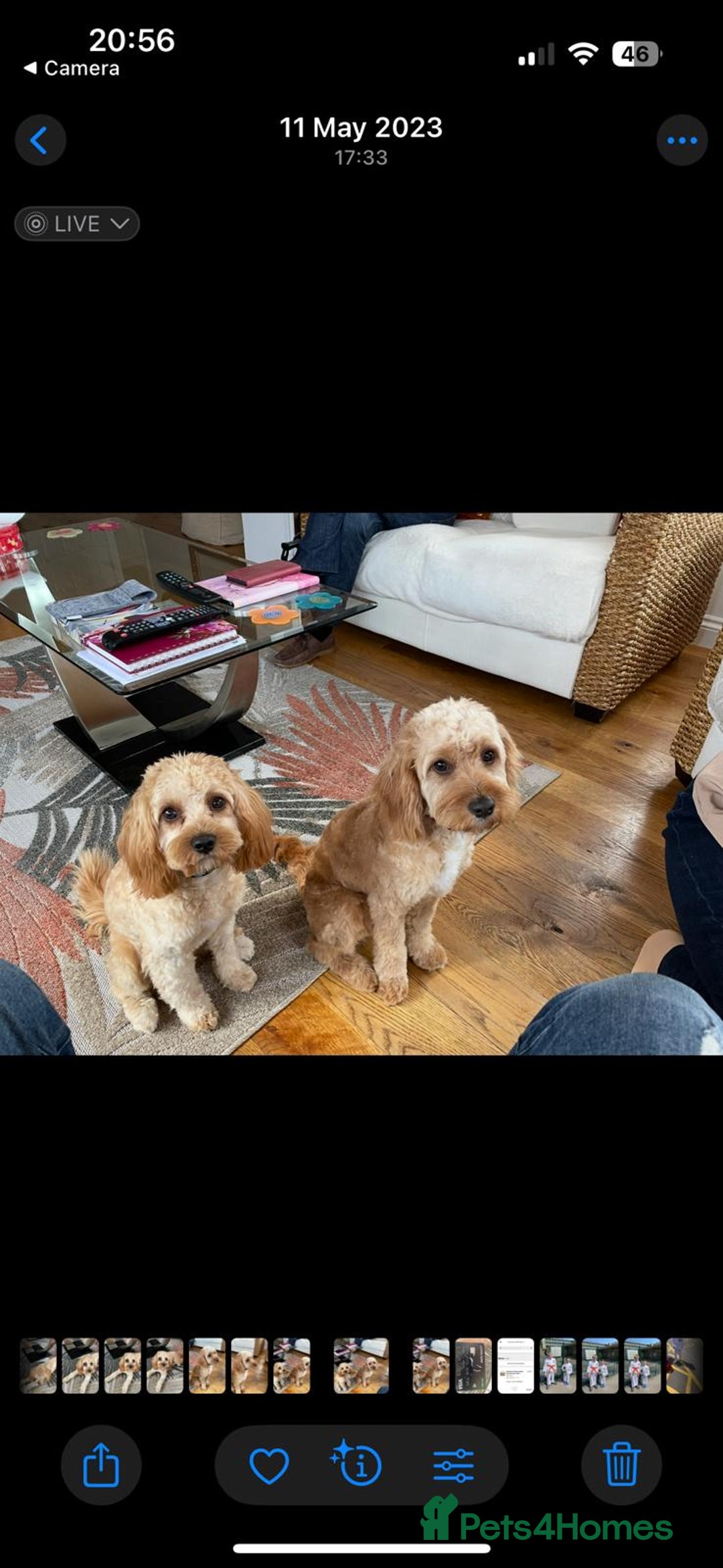 Cavapoo dogs for sale: Beautiful Cavapoo F2 puppies  for sale - Image 1