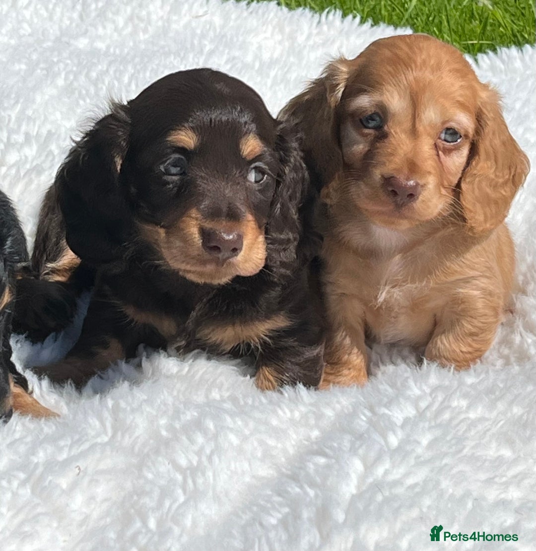Miniature Dachshund dogs for sale: Beautiful long haired miniature dachshund puppies  - Image 9