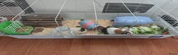 Guinea Pig rodents for sale: 2 Male Guinea Pigs With Hutch - Advert 2