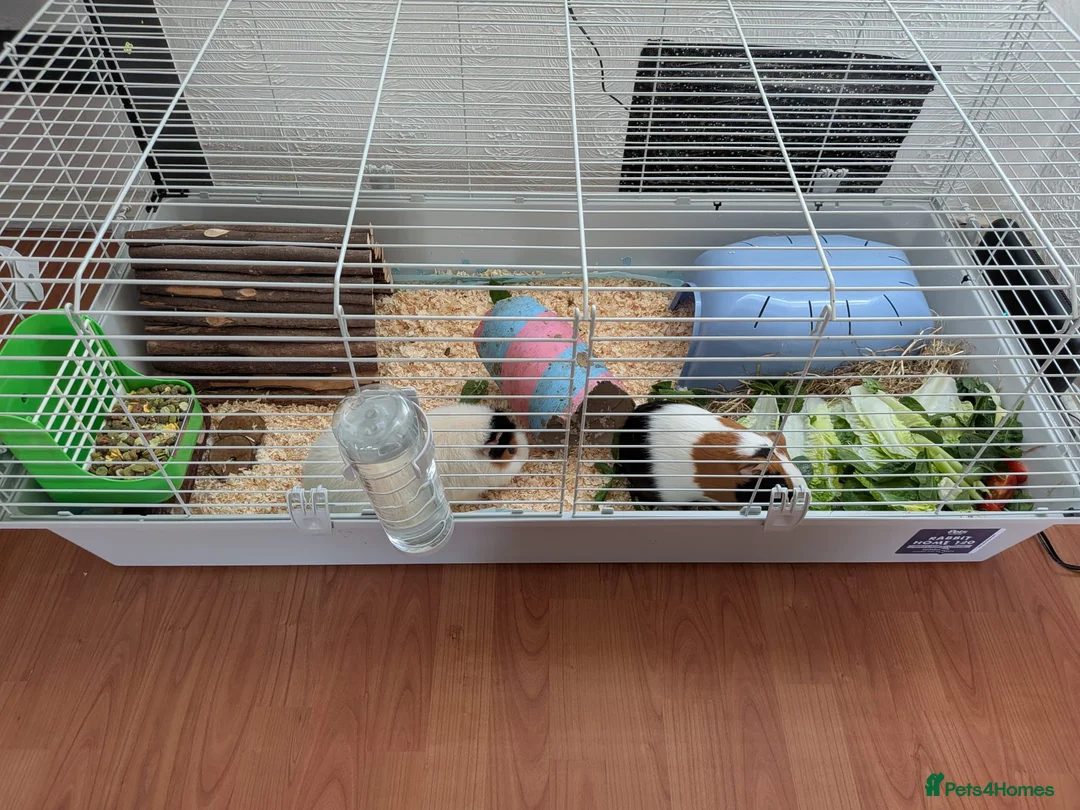 Guinea Pig rodents for sale: 2 Male Guinea Pigs With Hutch - Advert 2