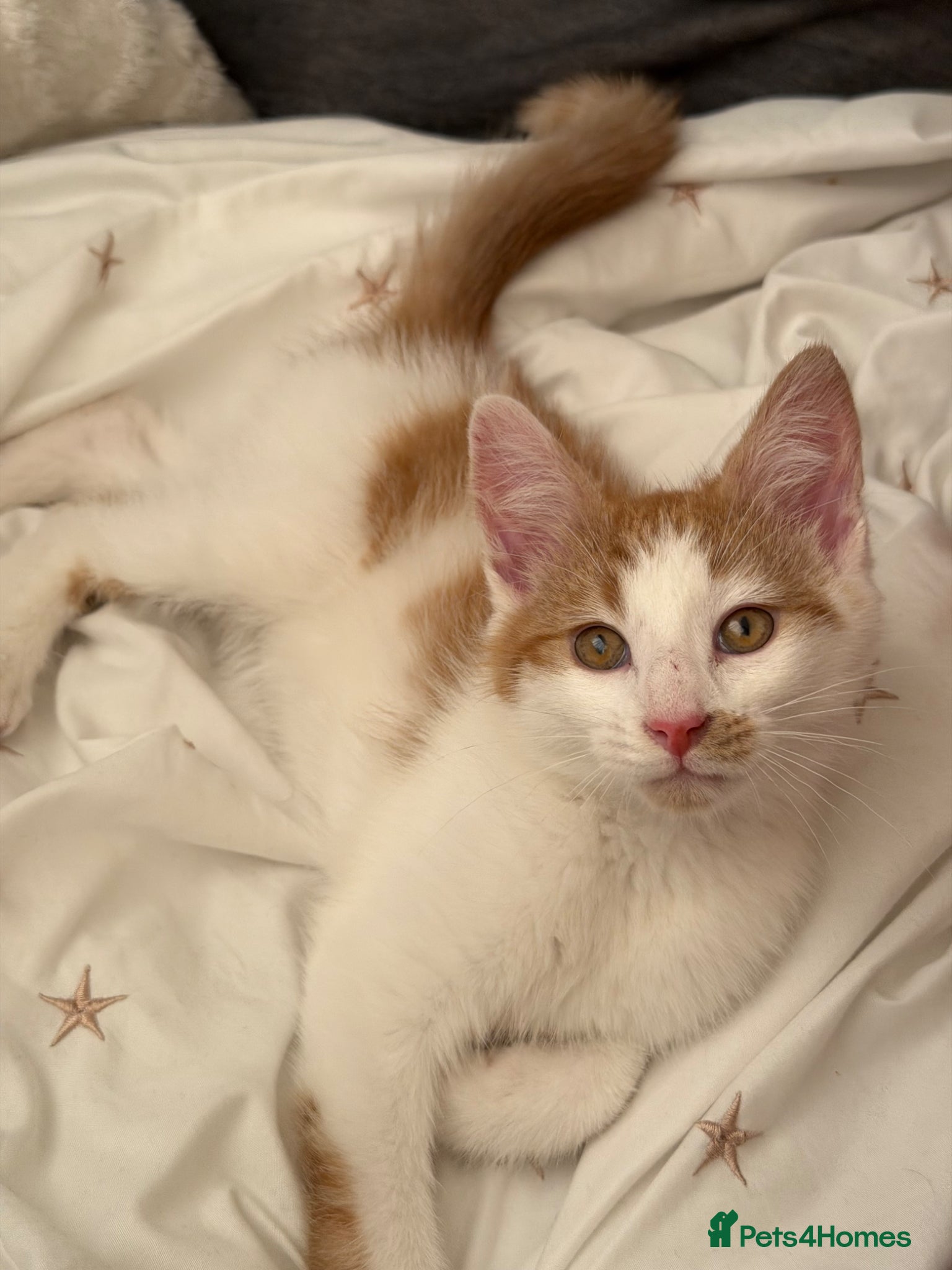 Mixed Breed cats for sale: Beautiful male kitten - Advert 7