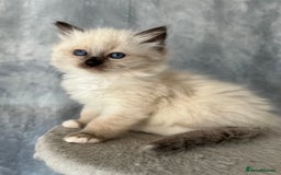 Ragdoll cats for stud: PROVEN GCCF Active Ragdoll Stud Dilute Lilac Genes in Manchester - Image 17