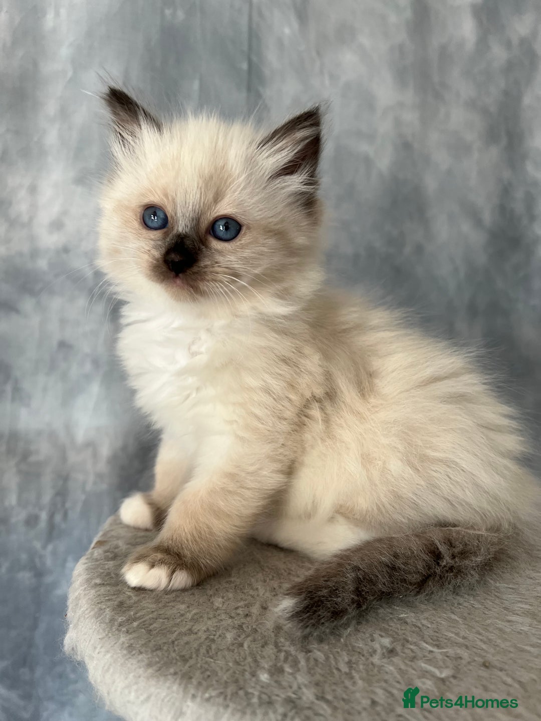 Ragdoll cats for stud: PROVEN GCCF Active Ragdoll Stud Dilute Lilac Genes in Manchester - Image 17