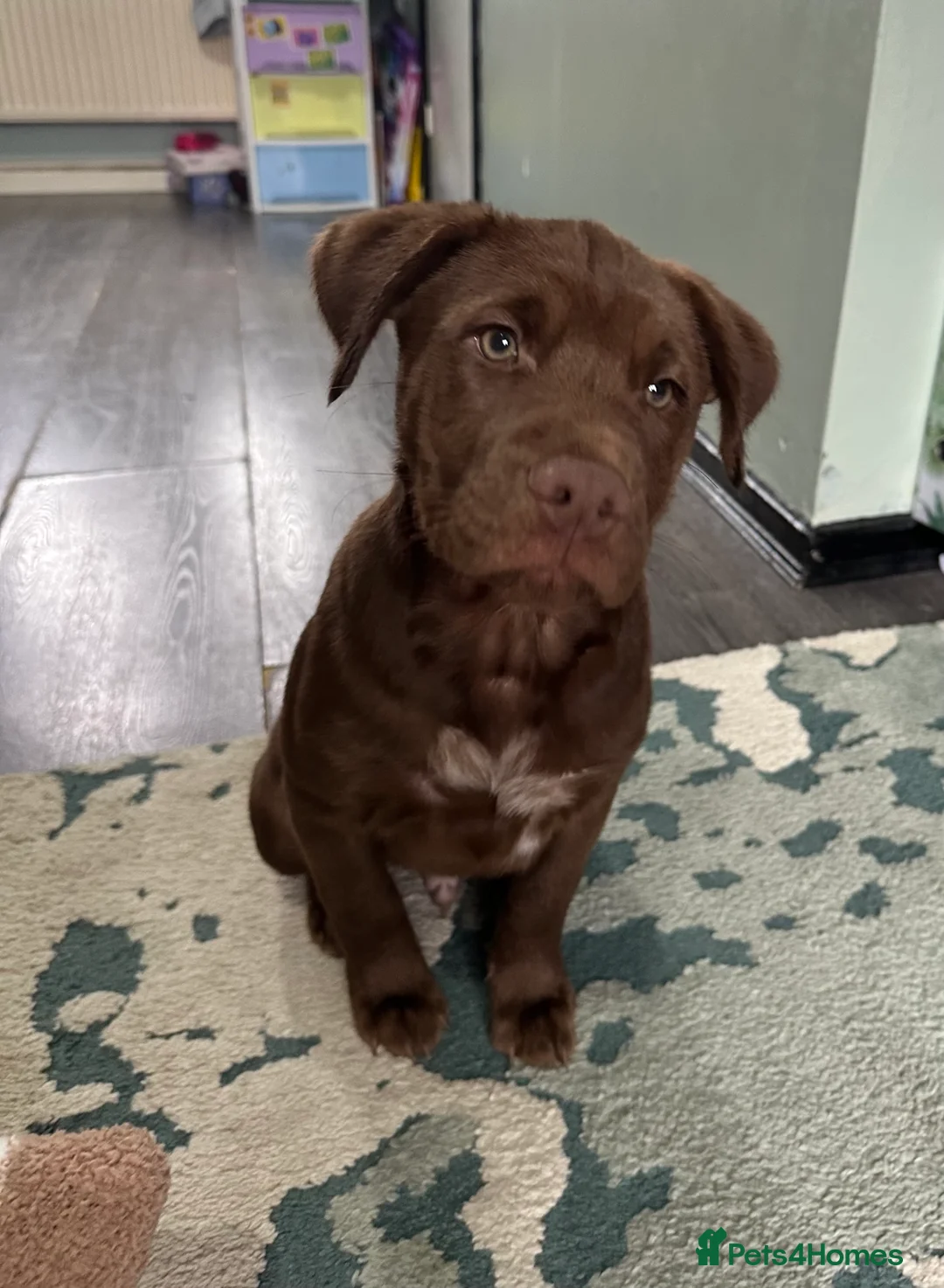 Mixed Breed dogs for sale: Chocolate staff puppy - Advert 5