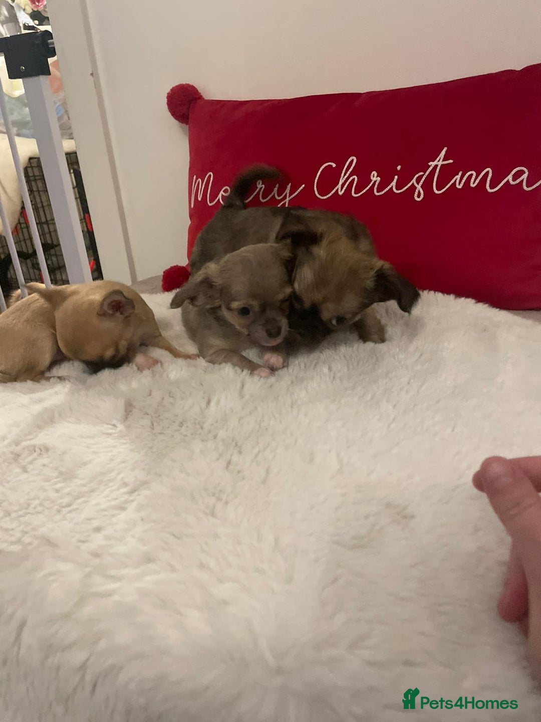 Chihuahua dogs for sale: Chihuahua puppies  - Advert 3